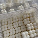 قالب البابل الصغير لتوزيعات المناسبات