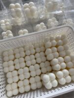 قالب البابل الصغير لتوزيعات المناسبات