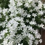 عطر الياسمين حجم ربع