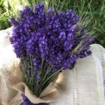 عطر لافندر ٢٥٠جرام